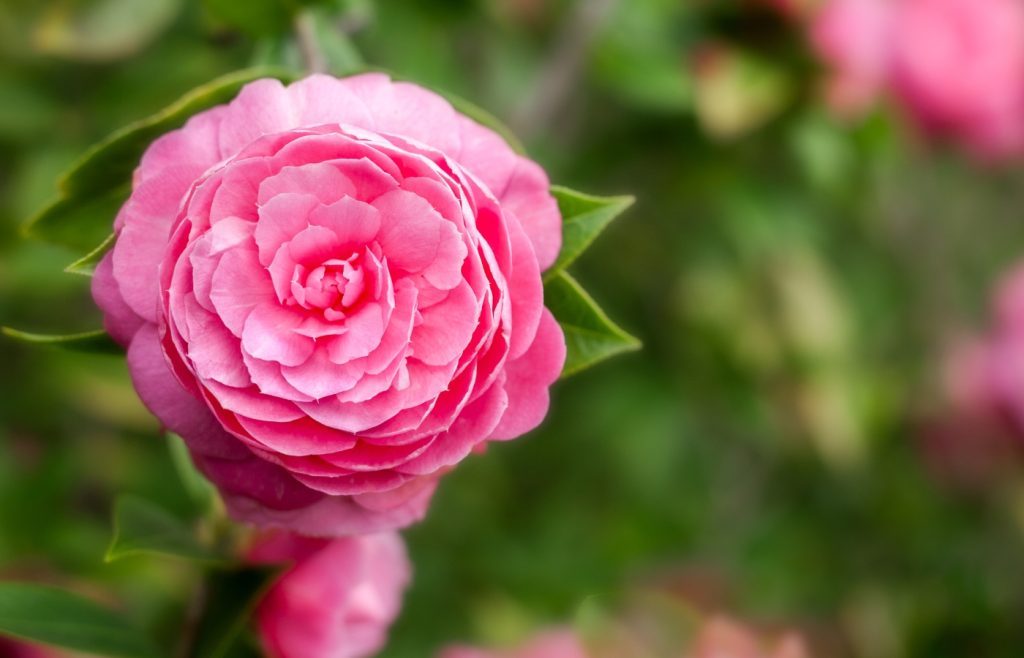 taille du camelia