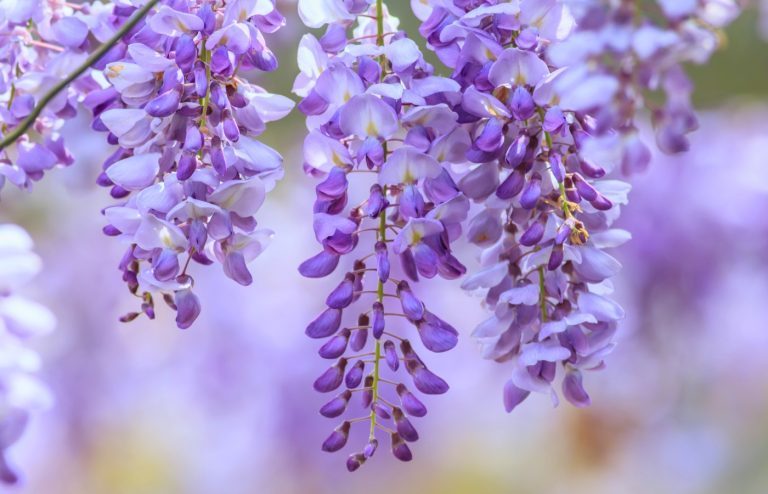 quand tailler glycine