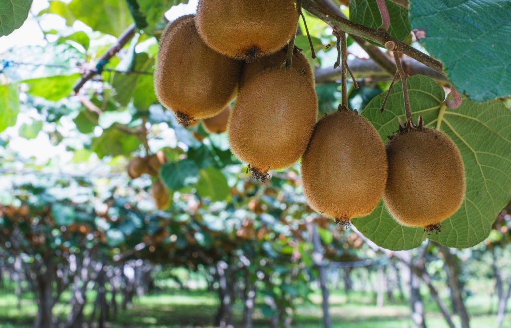 quand et comment tailler kiwi