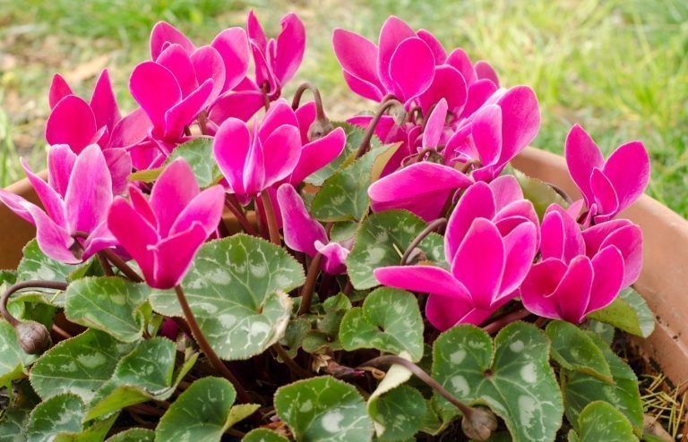 entretien d'un cyclamen