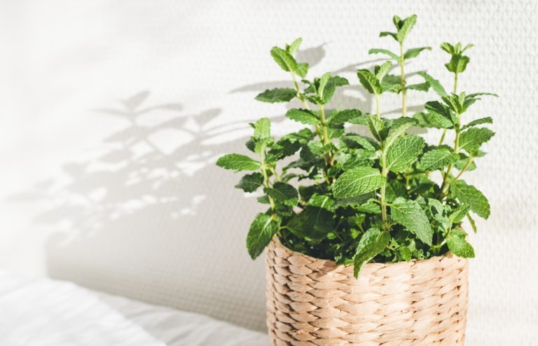 comment entretenir de la menthe en pot