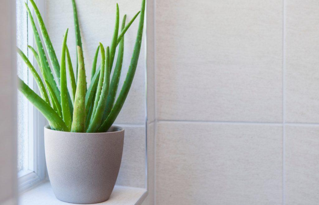 entretenir aloe vera