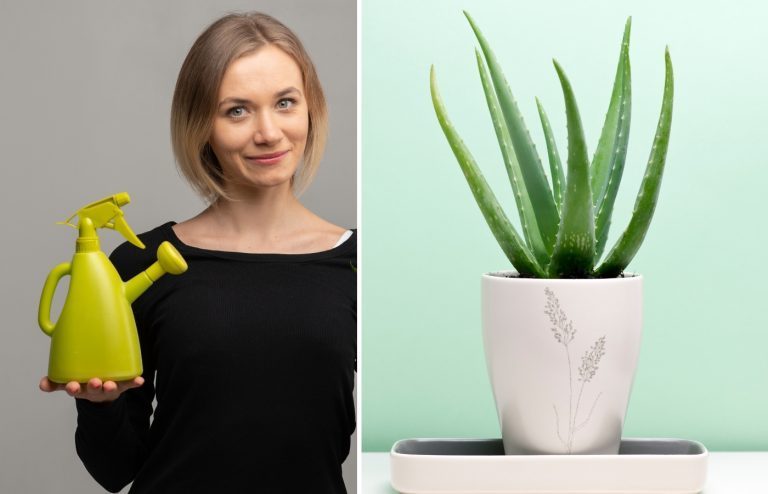 comment entretenir un aloe vera