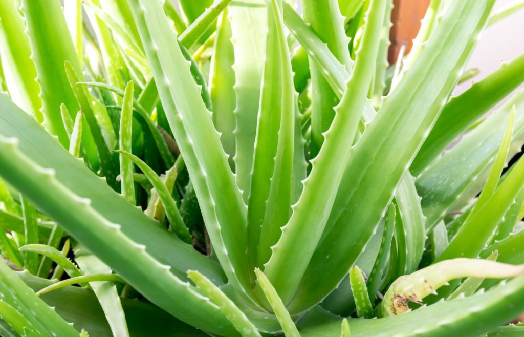 entretien de l'aloe vera astuces