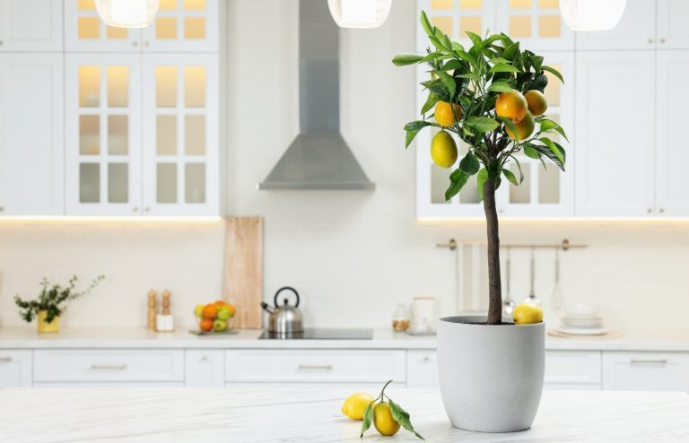 comment bien entretenir citronnier en pot