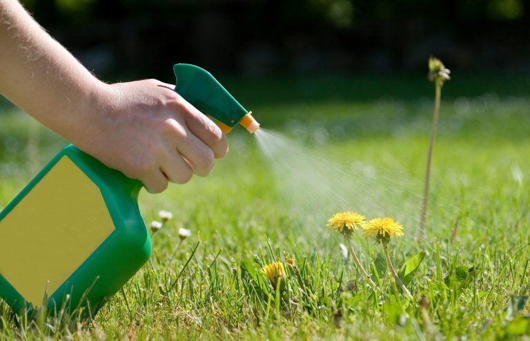 désherbage : par quoi remplacer le glyphosate