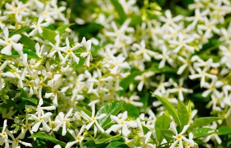 comment planter et entretenir jasmin étoilé
