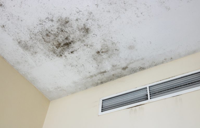 comment se débarrasser moisissure plafond