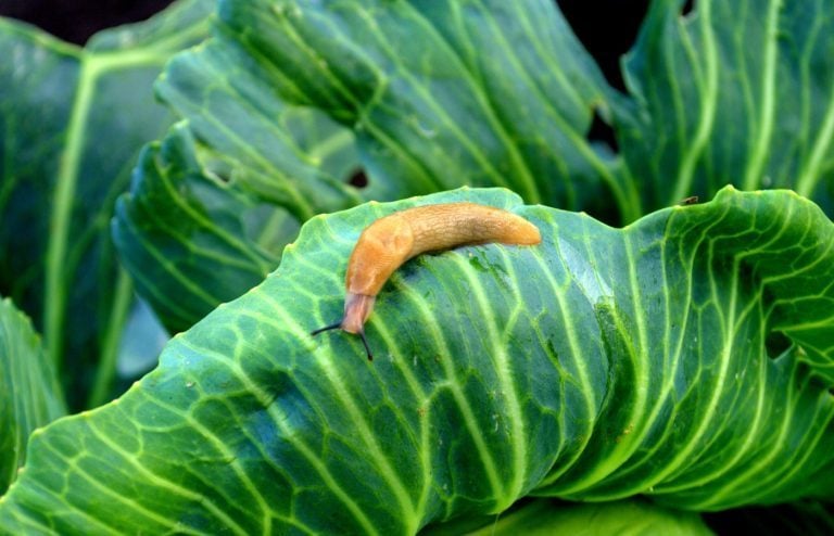 comment se débarrasser limaces jardin