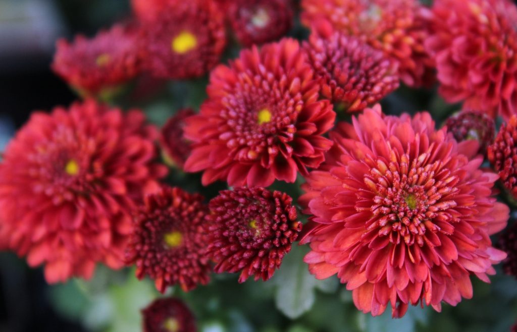 planter les chrysanthèmes