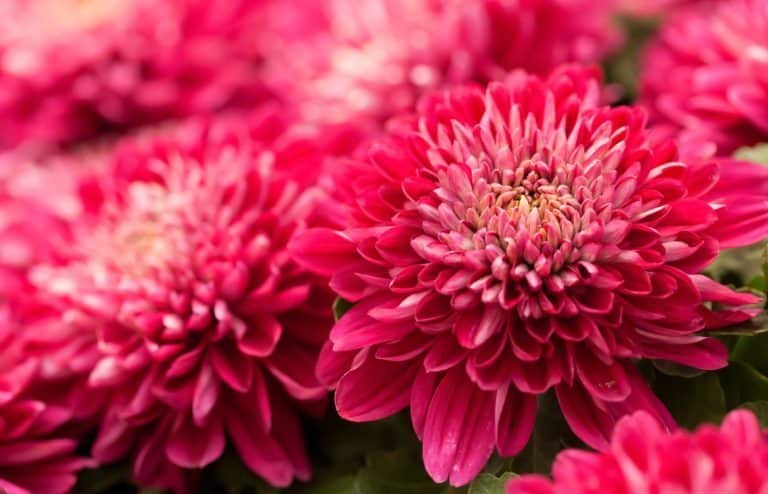 quand et comment planter des chrysanthèmes
