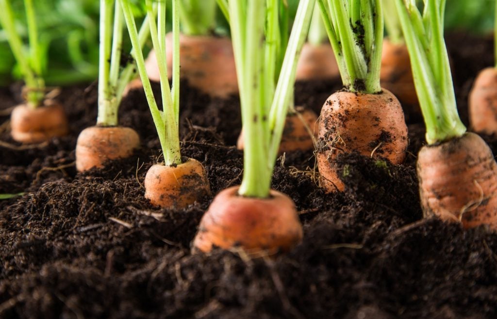 planter carottes en novembre