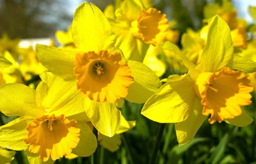 planter narcisses en automne