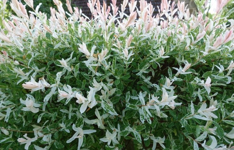planter le saule crevette