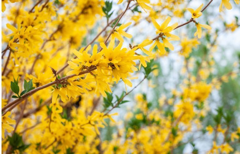 quand et comment tailler forsythia