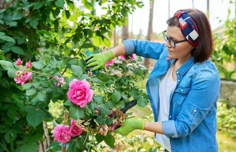 comment tailler un rosier en automne