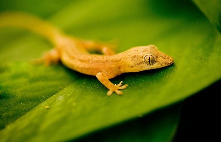 comment se débarrasser des lézards