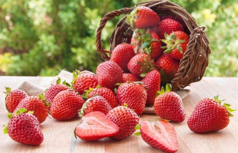 quand planter les fraisiers