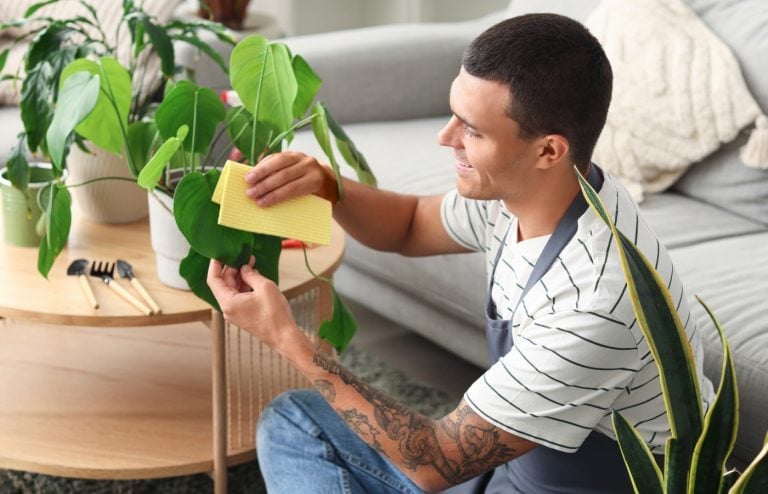 comment nettoyer les feuilles des plantes