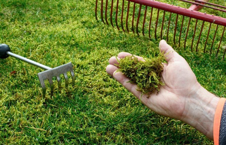 comment enlever la mousse dans son allée ou son jardin