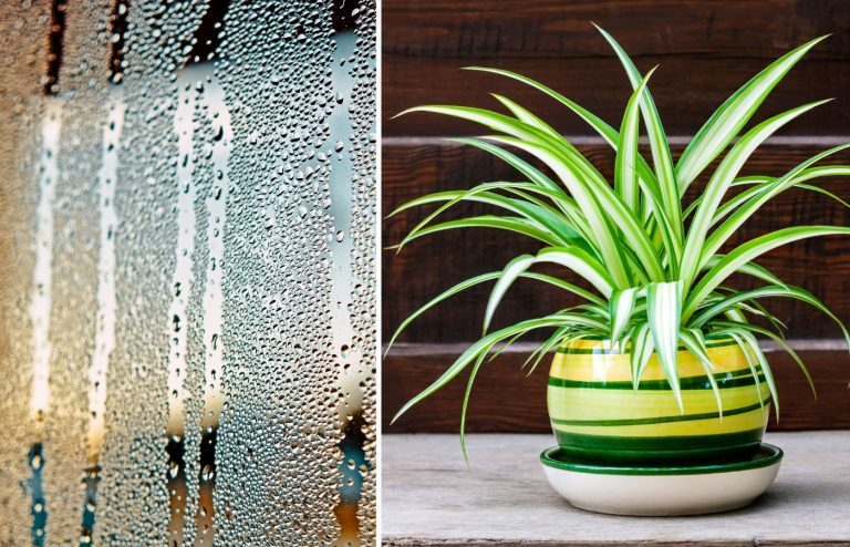 plantes qui absorbent l'humidité