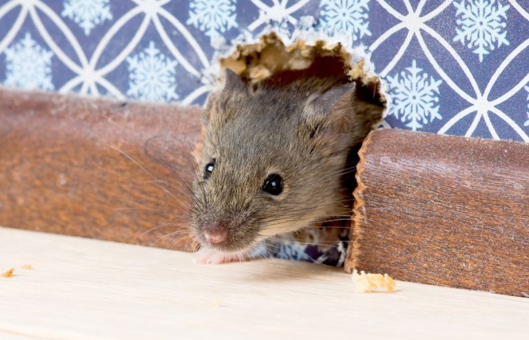 comment se débarrasser des souris dans une maison