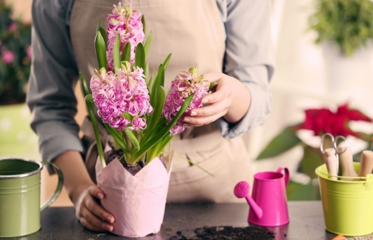 quand planter des jacinthes