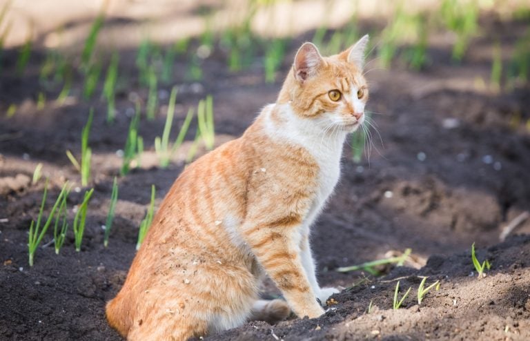 les meilleurs répulsifs naturels pour les chats