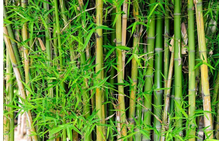 bambous envahissants