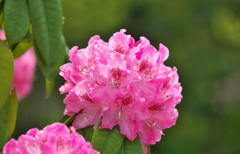 quand tailler le rhododendron