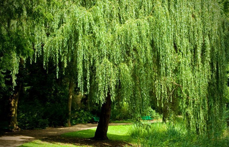 quand et comment tailler saule pleureur