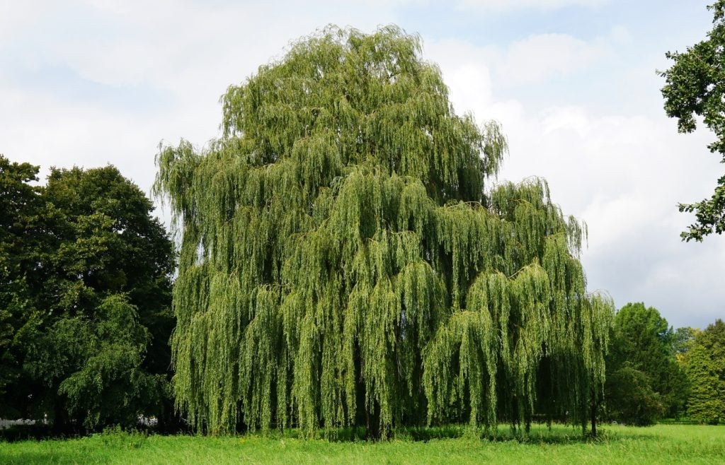 entretien saule pleureur