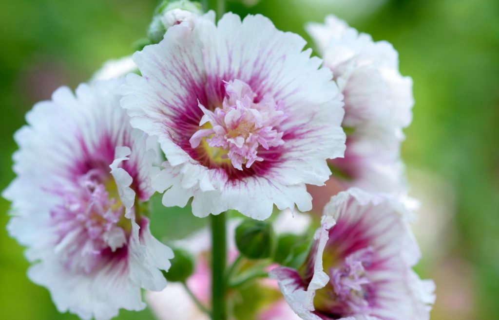 fleurs althéa