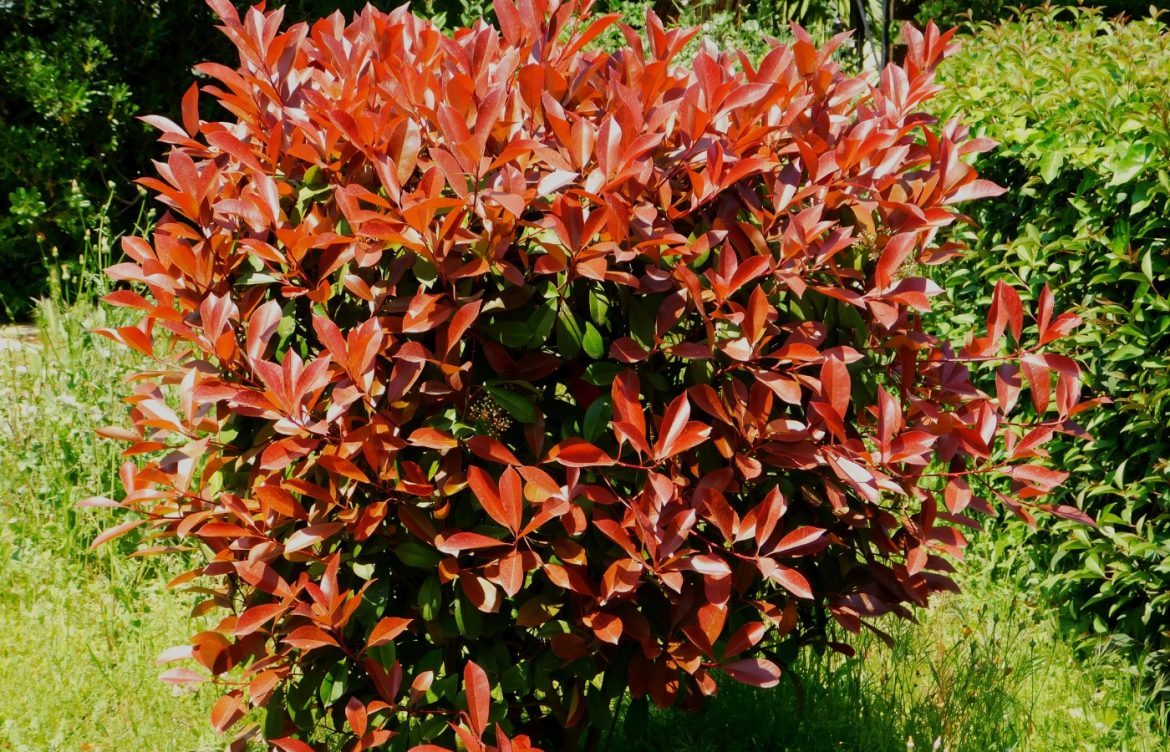 comment planter photinia