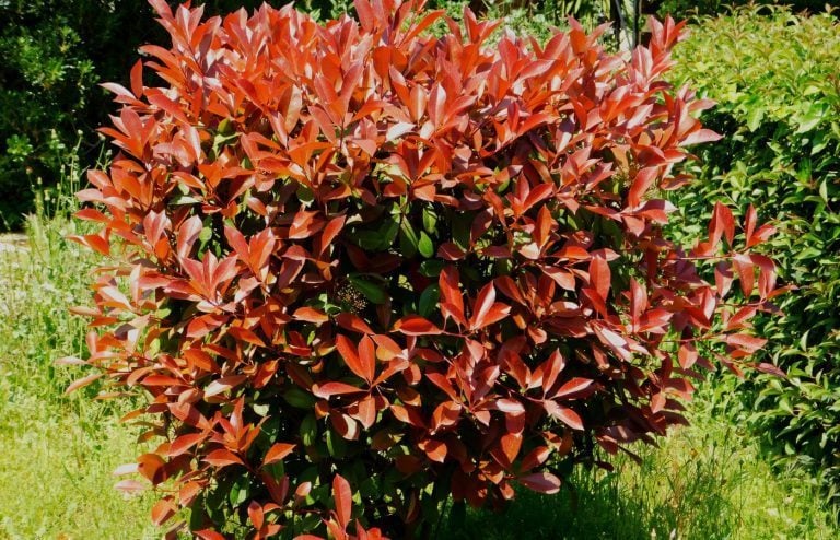 comment planter photinia