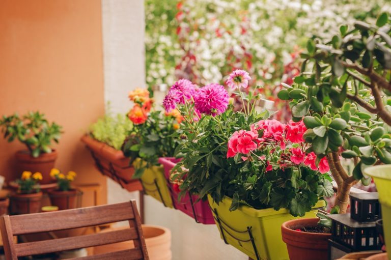 fleurs d'automne pour balcon