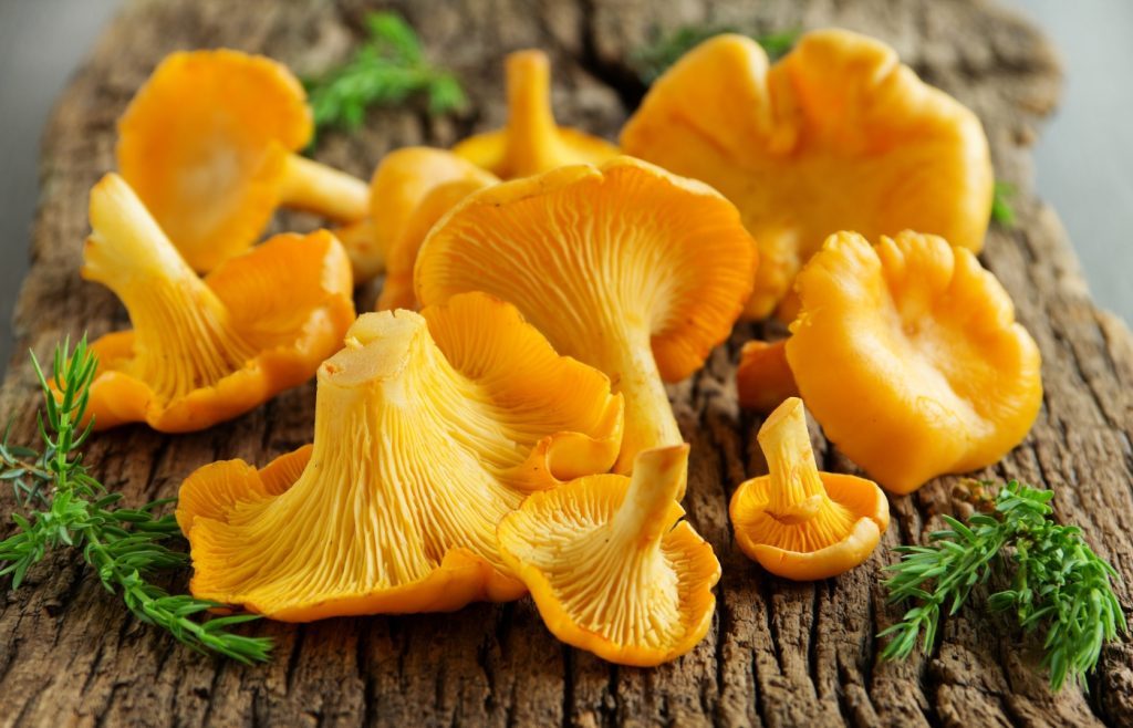comment nettoyer des girolles