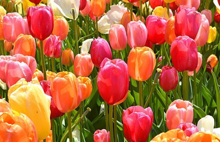 comment planter tulipes
