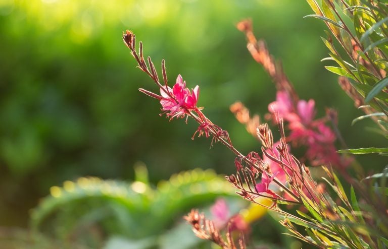 quand et comment tailler gaura