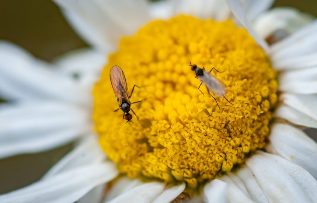 sciaride fleur