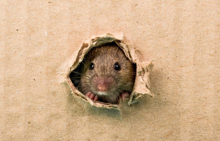 comment se débarrasser des souris