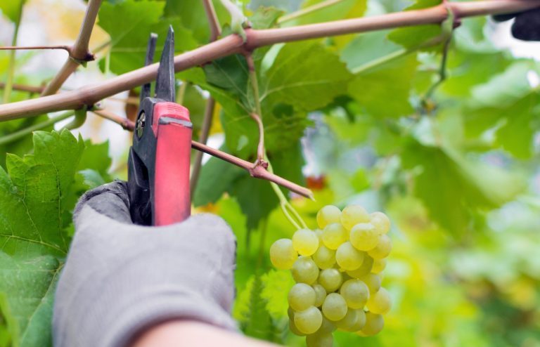 quand et comment tailler la vigne