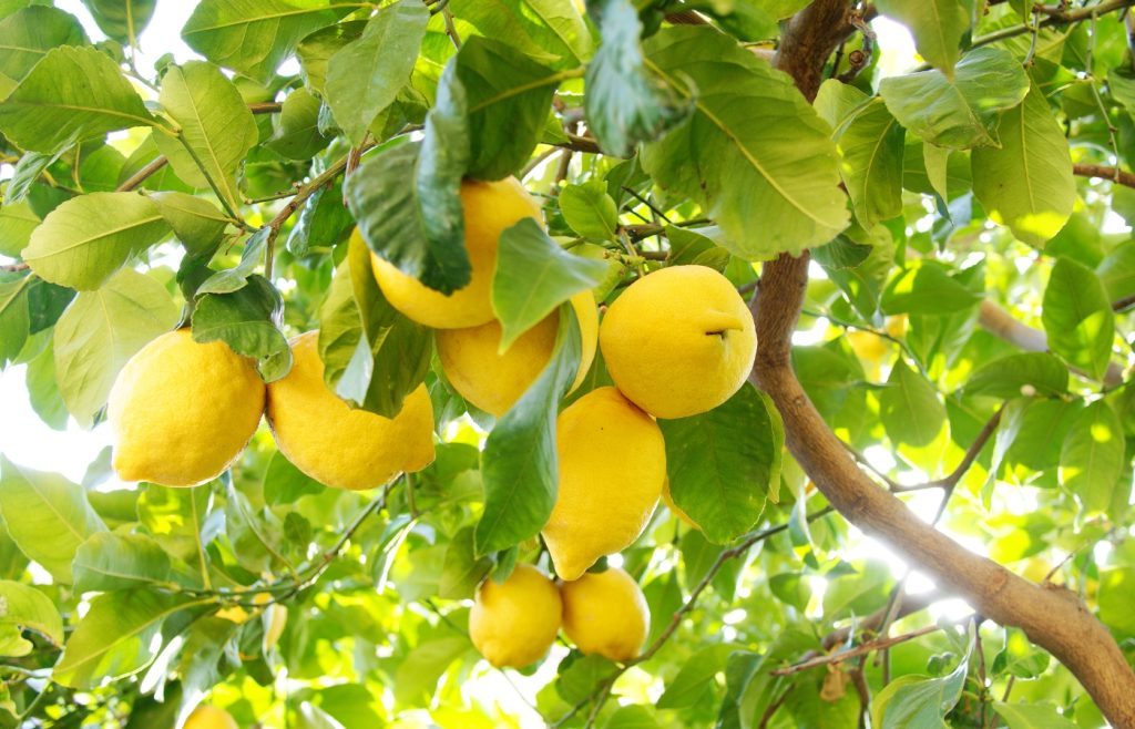 comment tailler arbres agrumes