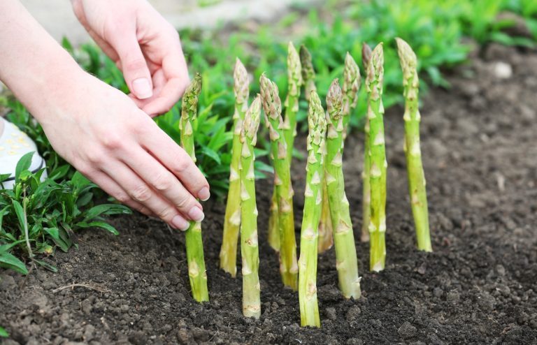 quand et comment planter asperges