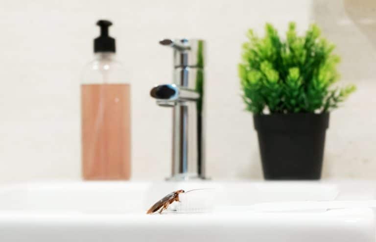 insectes qui peuvent s'inviter dans votre salle de bain