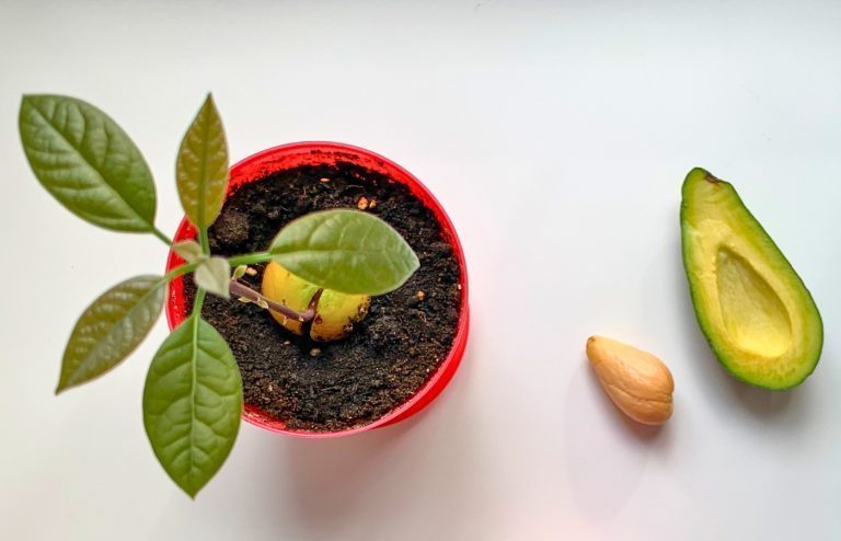 comment faire pousser un avocat à partir d'un noyau