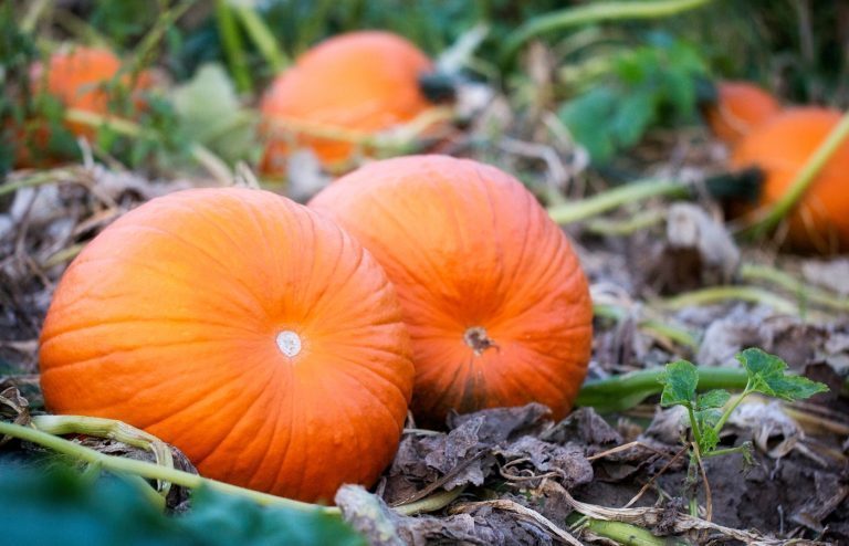 potager quand planter des potimarrons facilement
