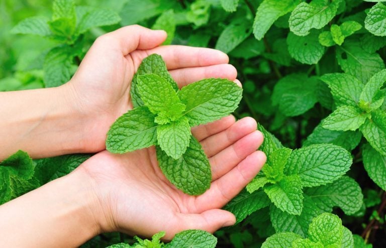 quand et comment planter de la menthe