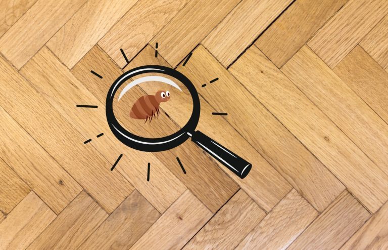 comment se débarrasser des puces de parquet