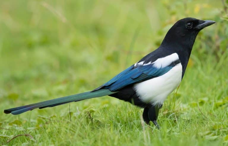 comment se débarrasser des pies dans son jardin